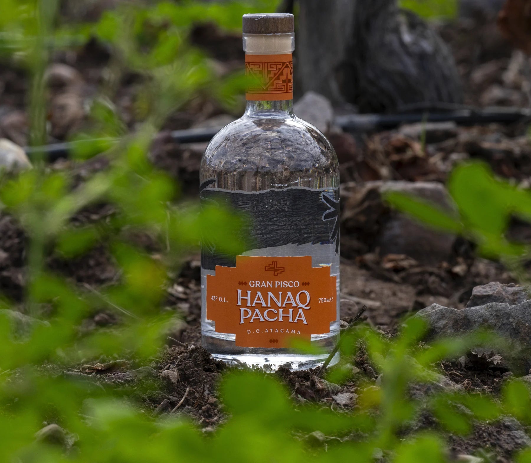 Botella Hanaq Pacha entre vegetacion y suelo mineral